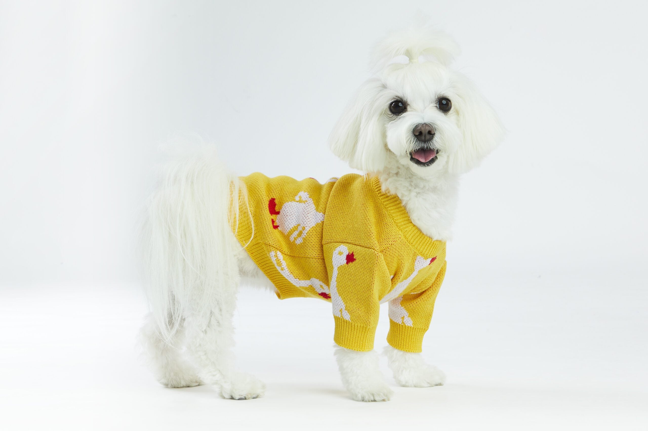 Żółty sweterek dla psa w gęsi