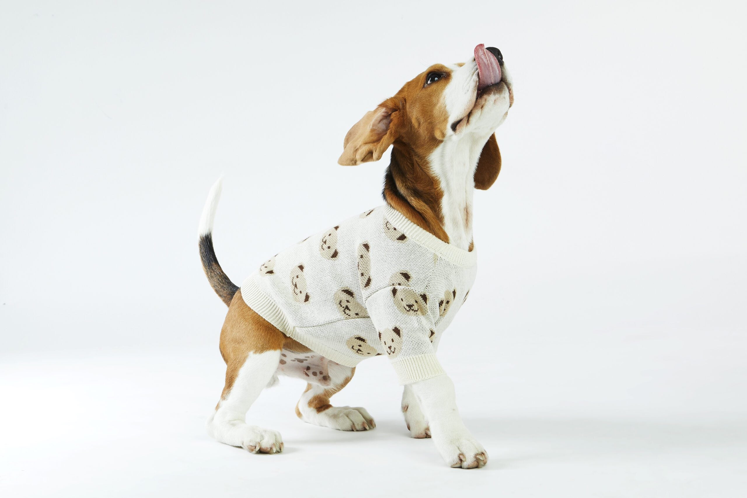 Kremowy sweterek dla psa w misie