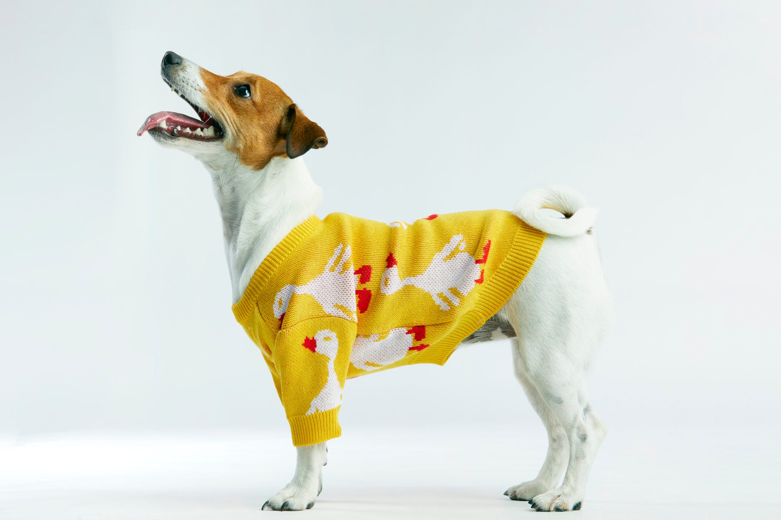 Żółty sweterek dla psa w gęsi