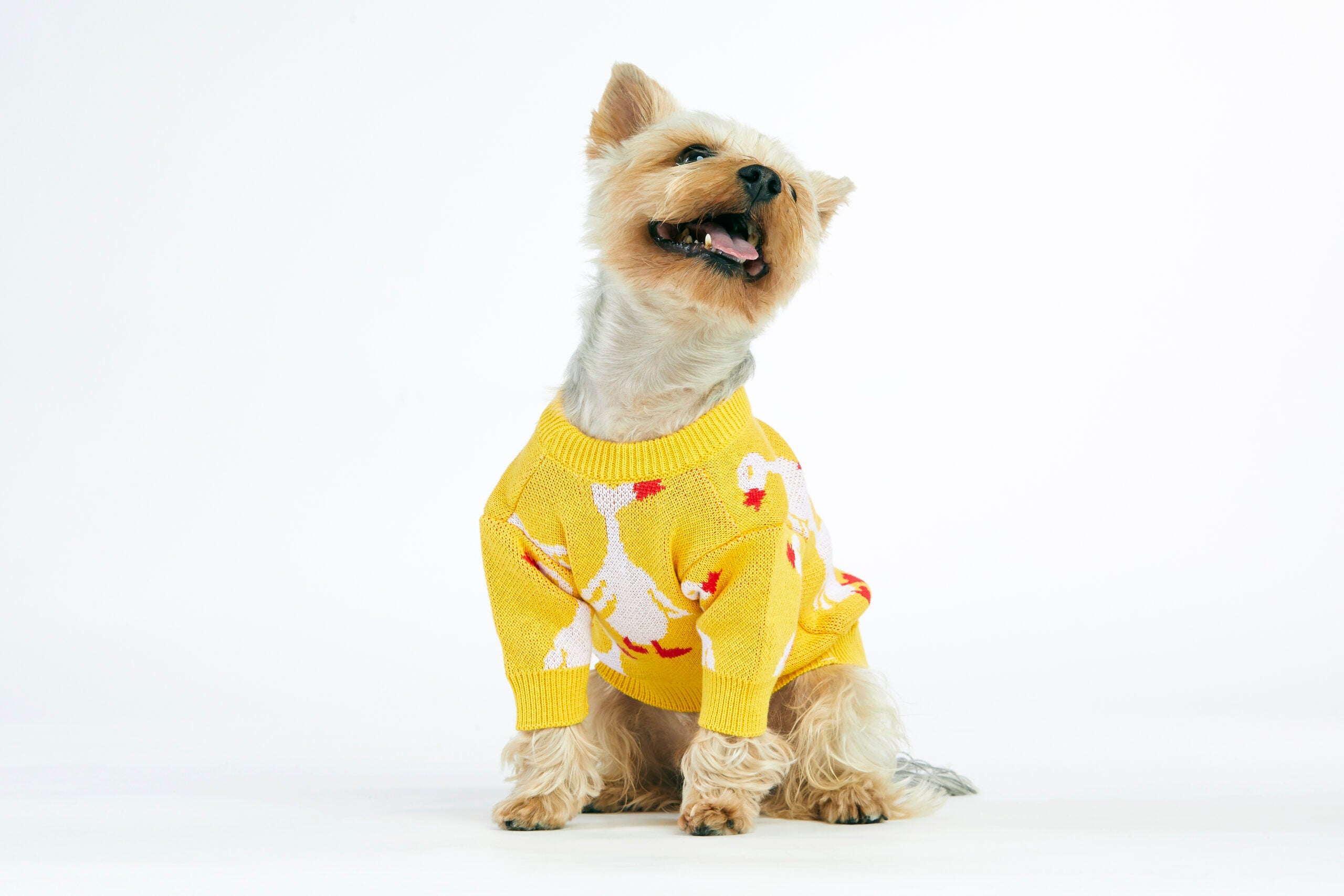 Żółty sweterek dla psa w gęsi