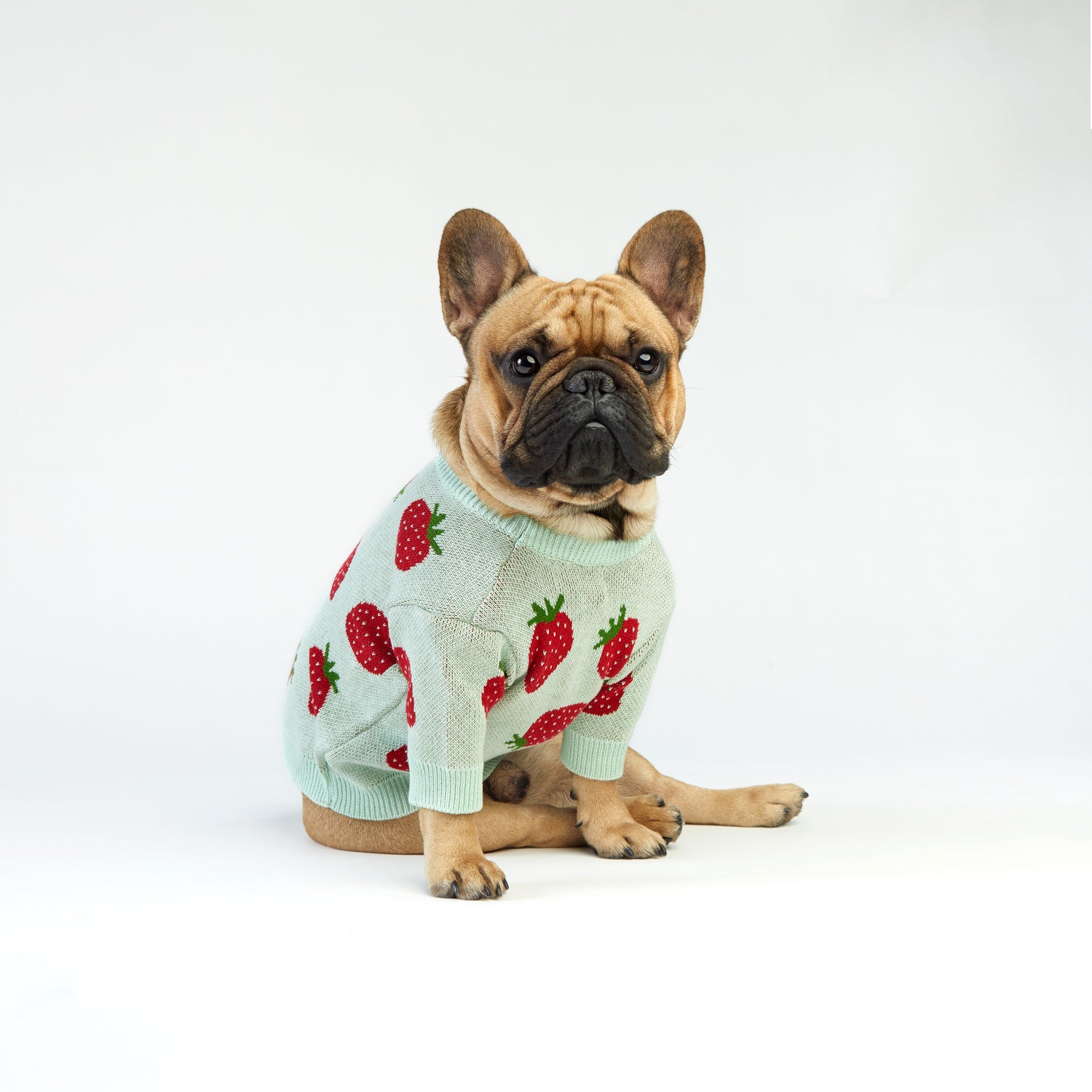 Miętowy sweterek dla psa w truskawki