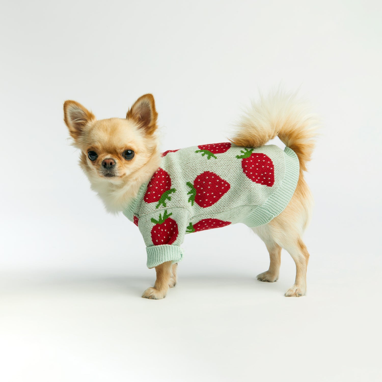 Miętowy sweterek dla psa w truskawki