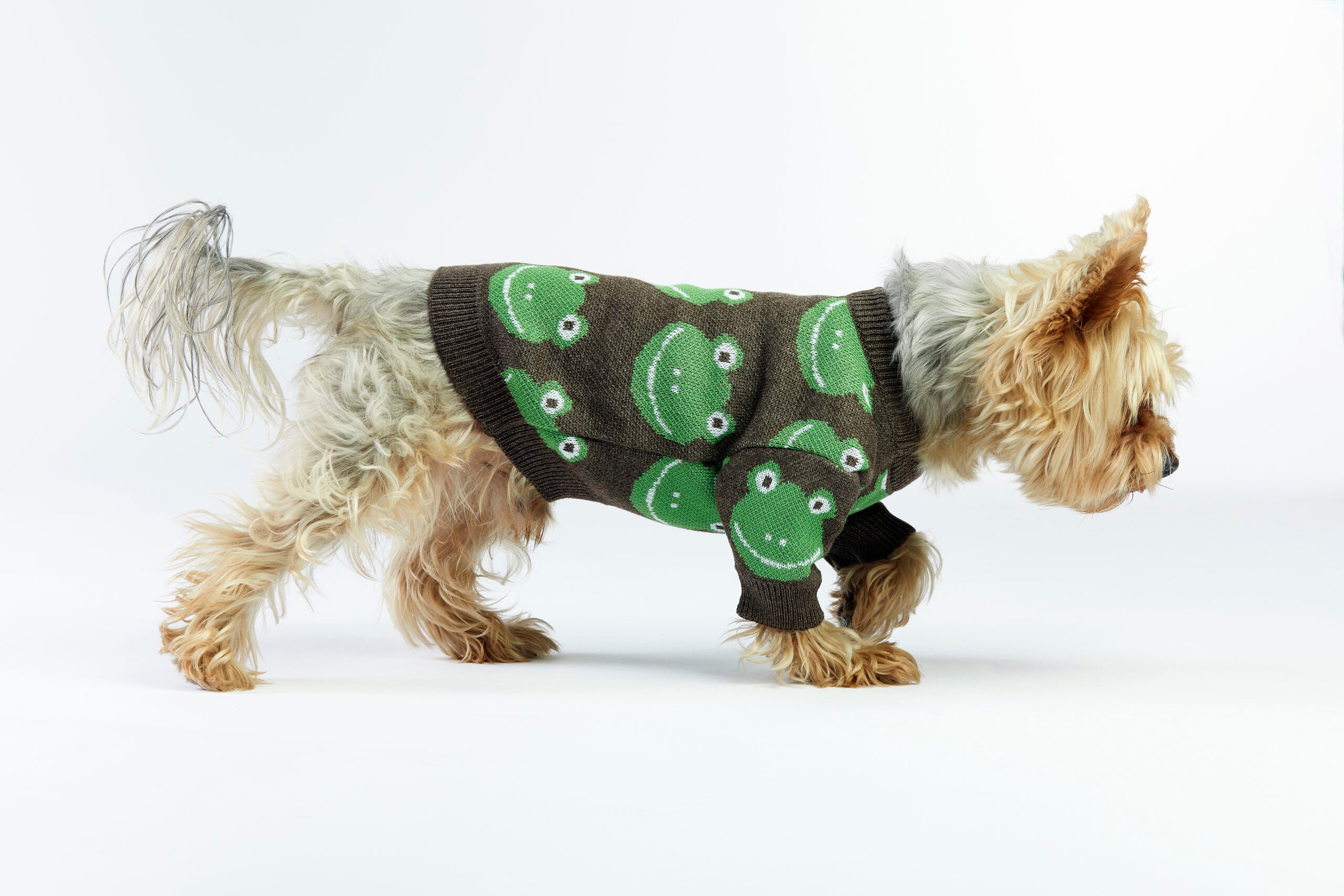 Brązowy sweterek dla psa w żabki