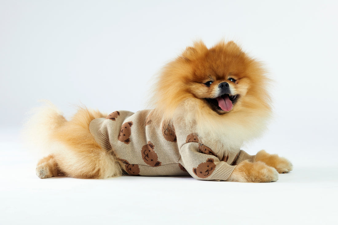 Toffi sweterek dla psa w misie