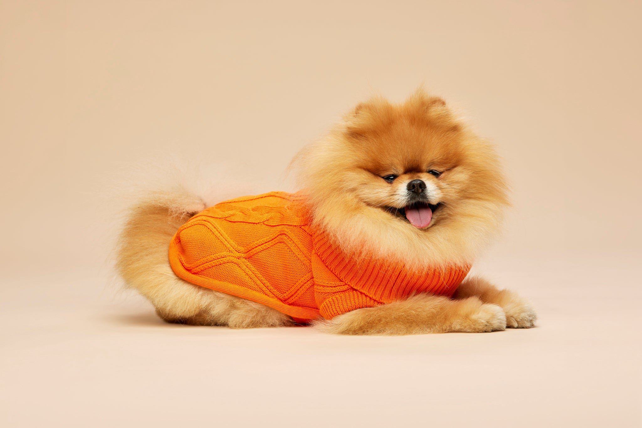 Woofy Pumpkin Pie sweterek z golfem dla psa