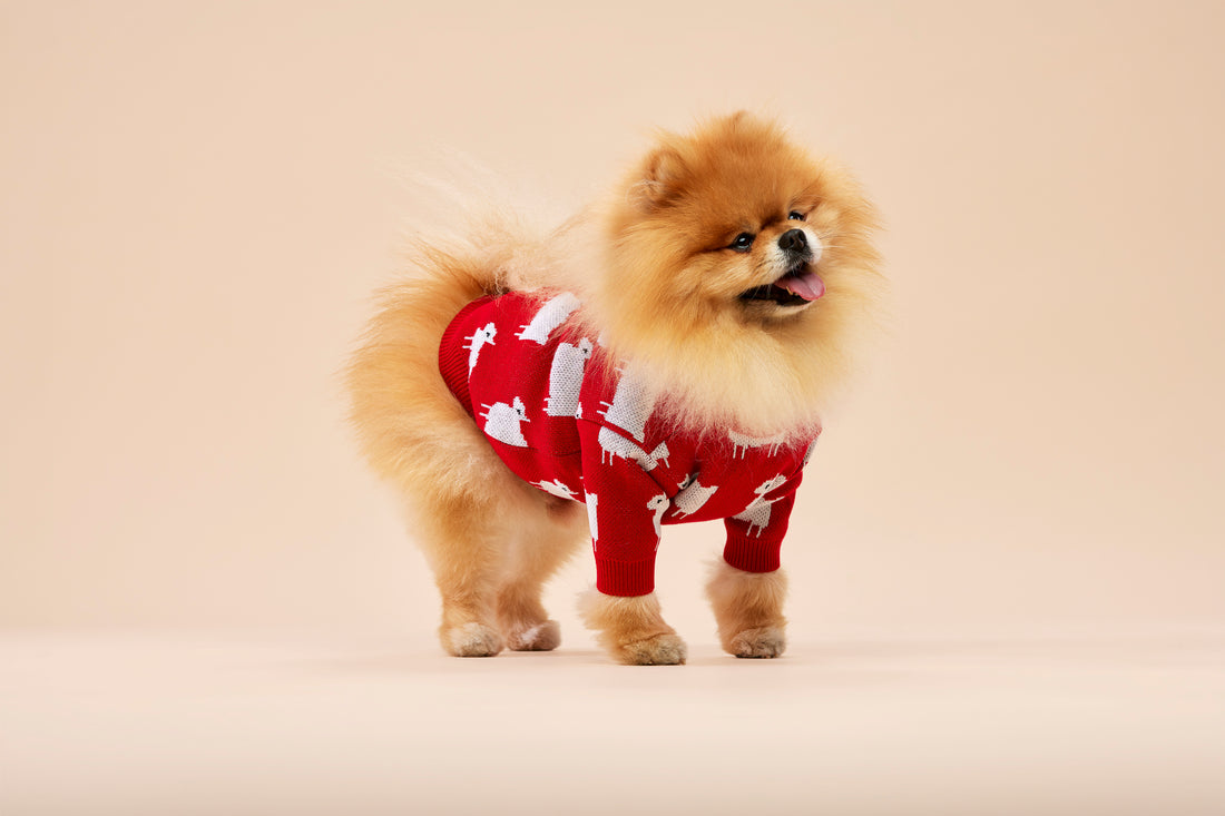 Sweterek DIANA w owieczki