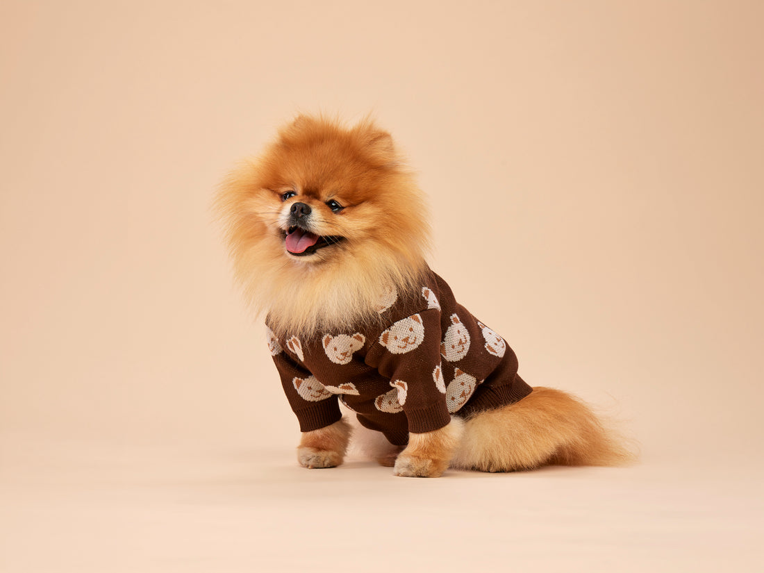 Chocolate sweater for a dog with bears