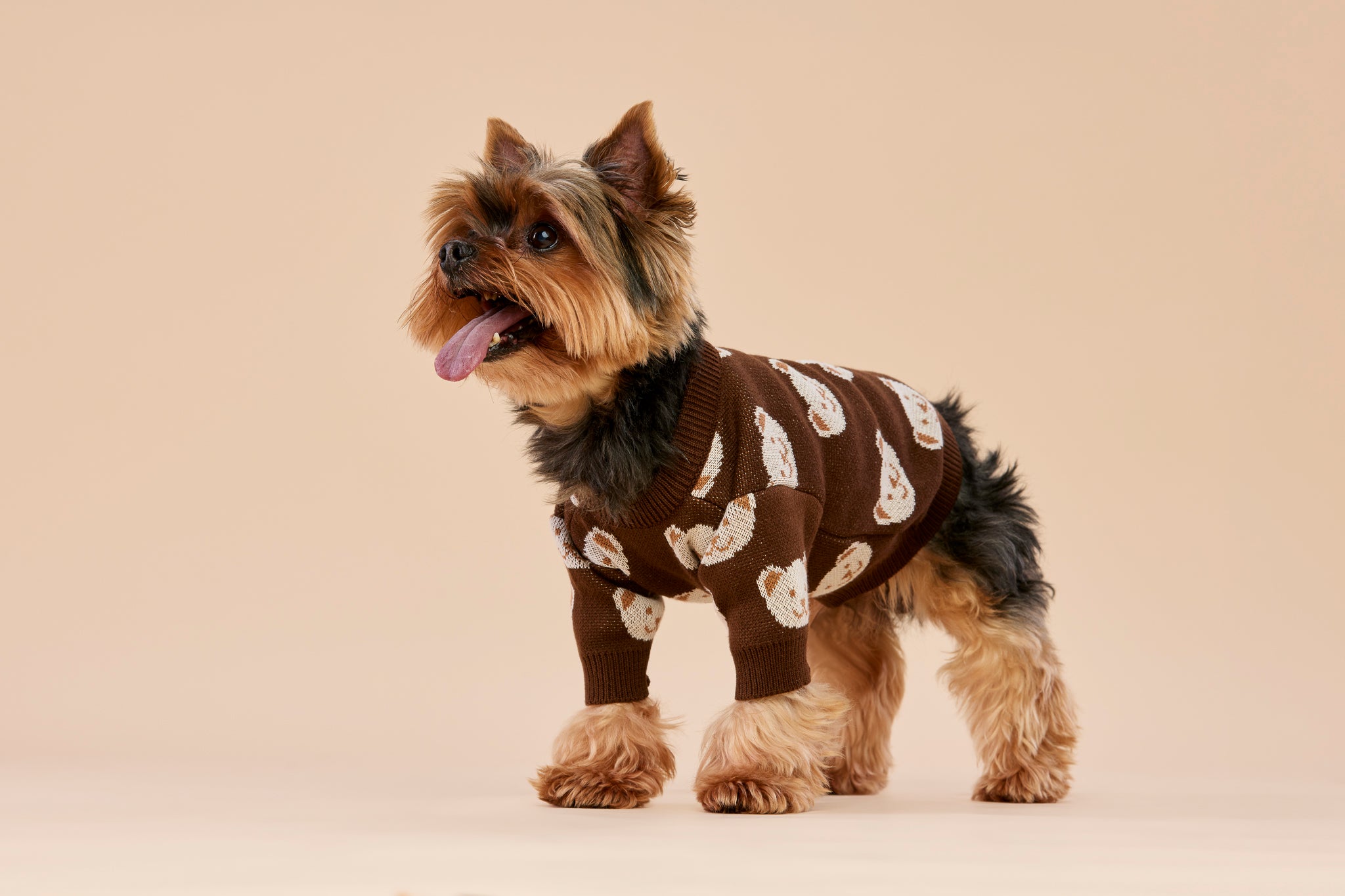 Chocolate sweater for a dog with bears