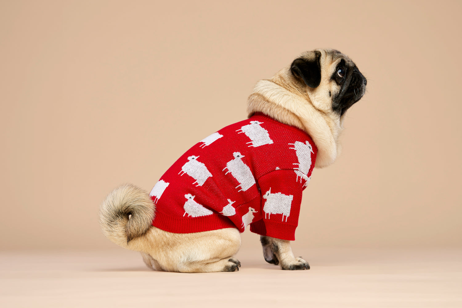 Sweterek DIANA w owieczki