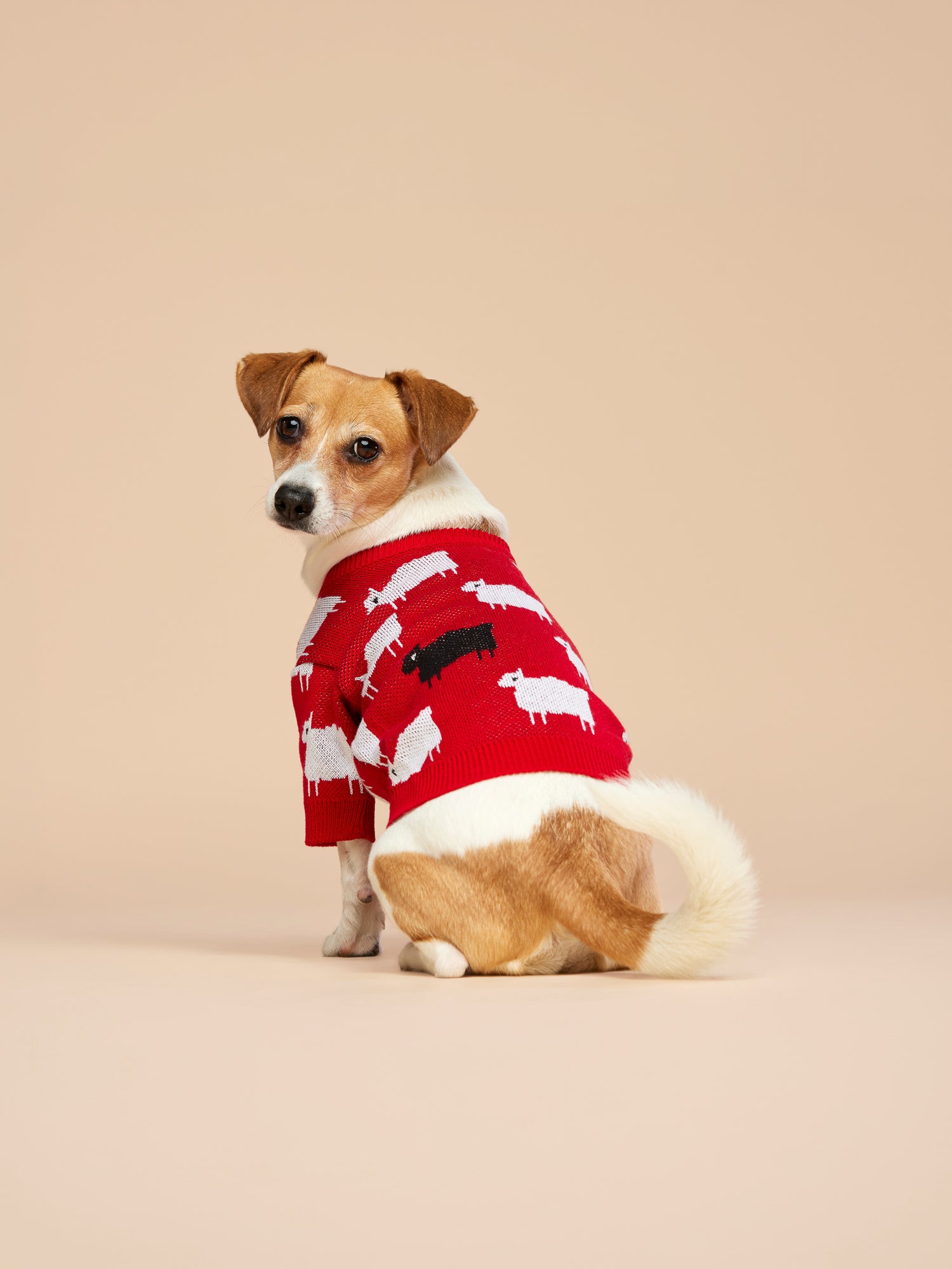 Sweterek DIANA w owieczki