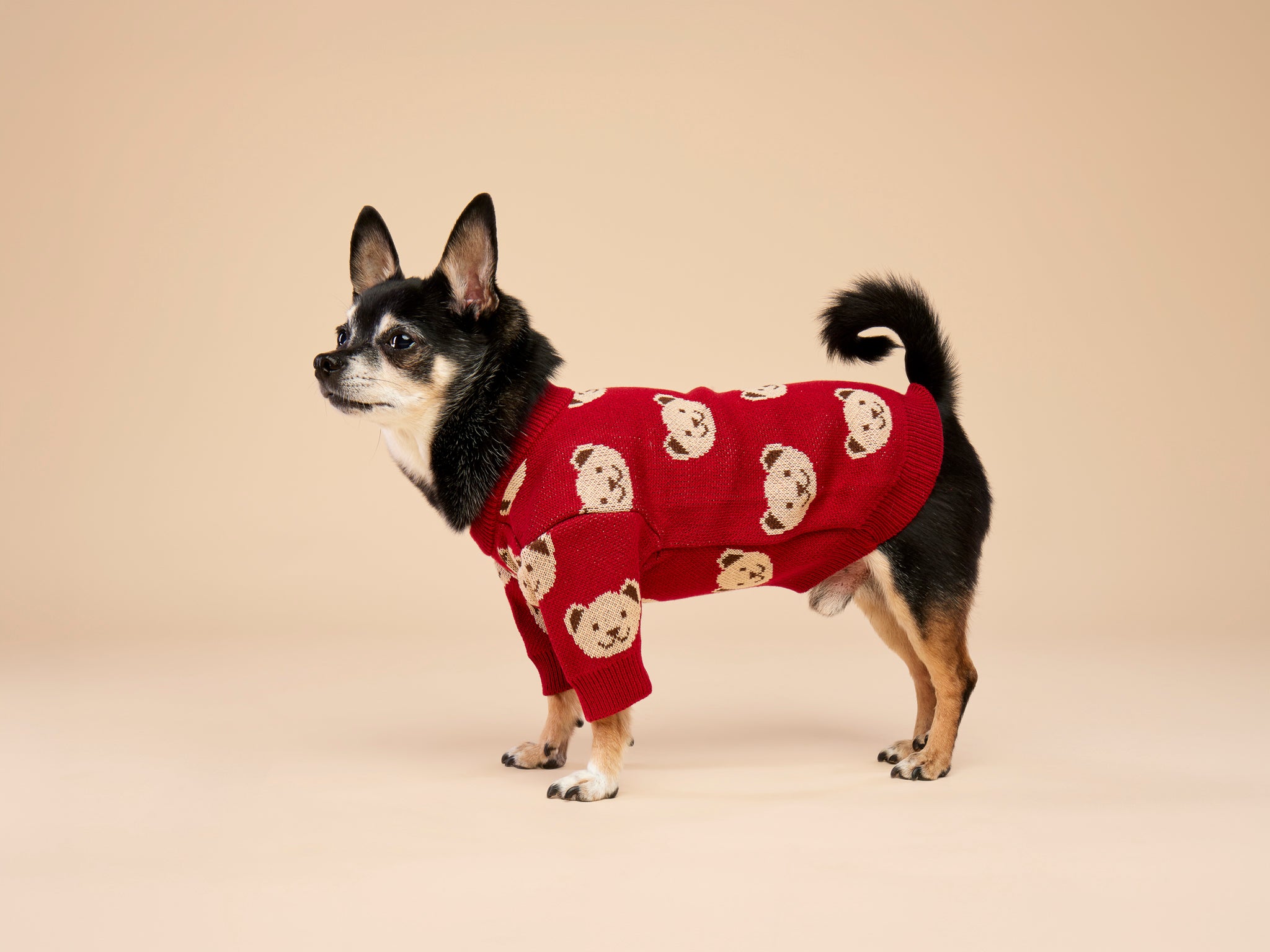 Burgundowy sweterek dla psa w misie