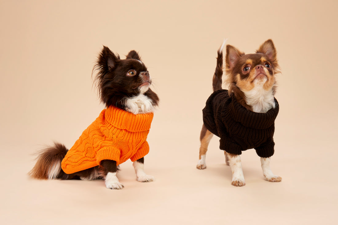 Woofy Pumpkin Pie sweterek z golfem dla psa