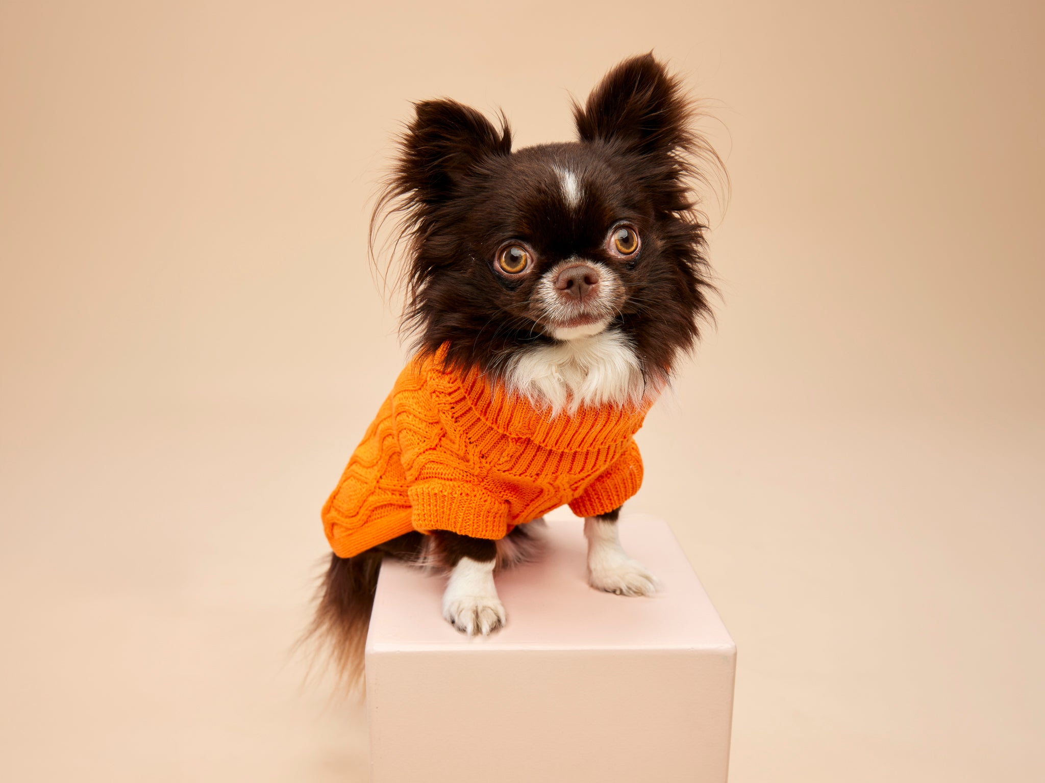 Woofy Pumpkin Pie sweterek z golfem dla psa