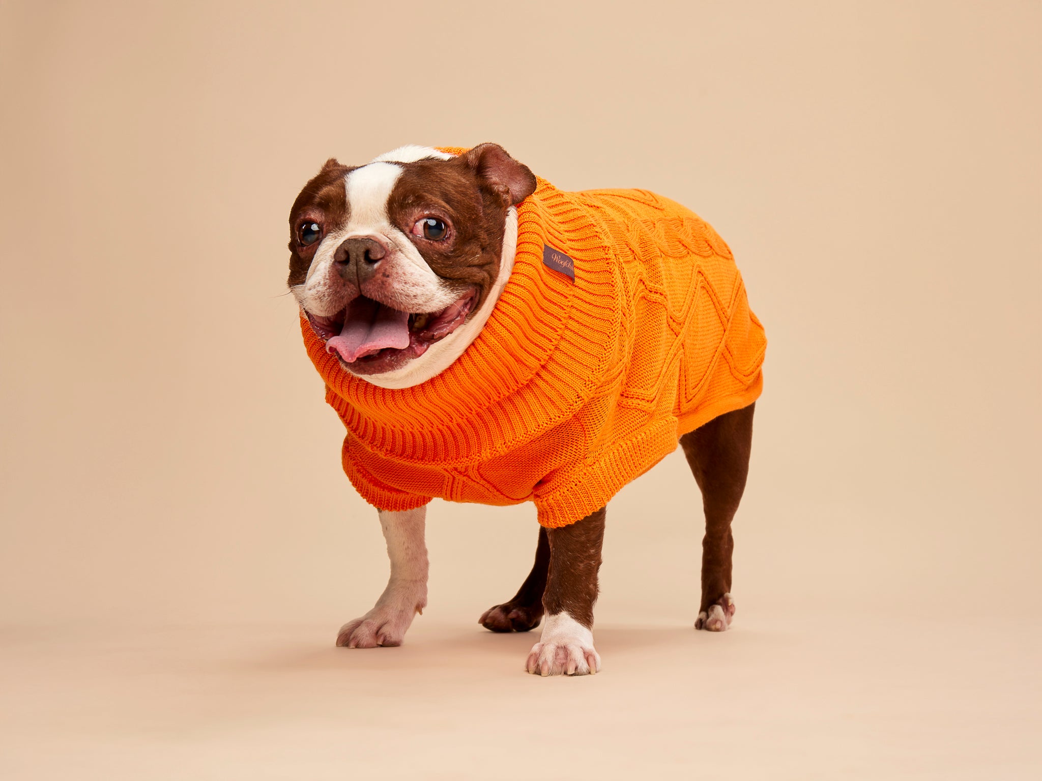 Woofy Pumpkin Pie sweterek z golfem dla psa