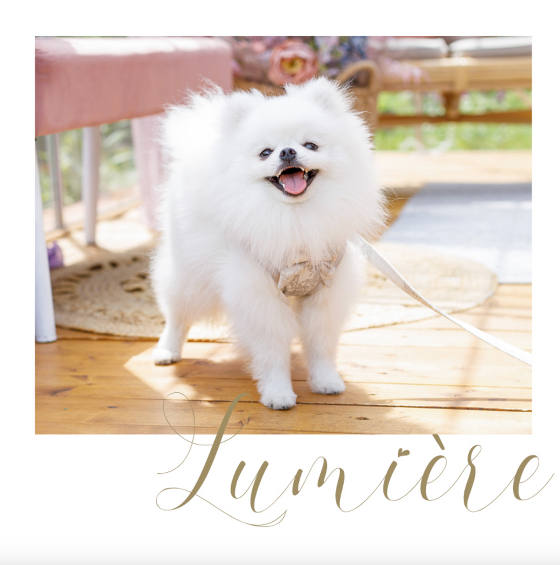 Szelki dla psa Lumière