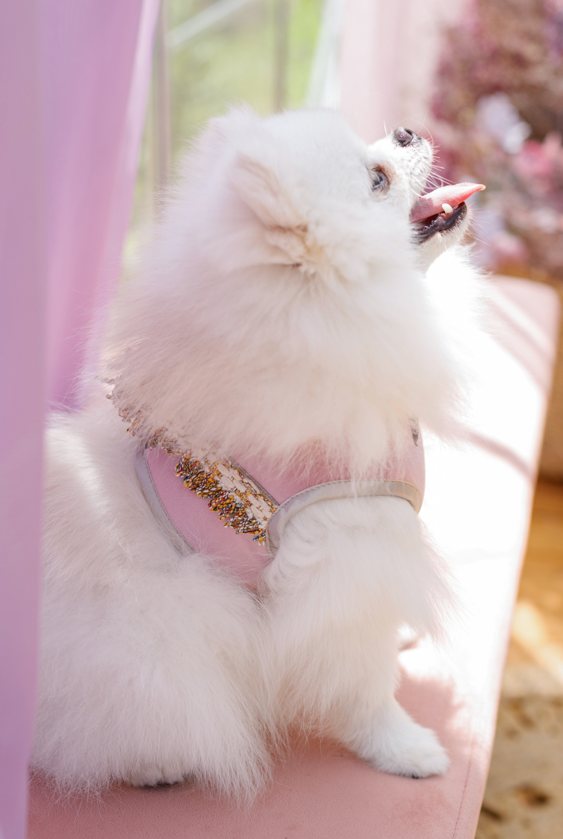 Szelki dla psa Aurora