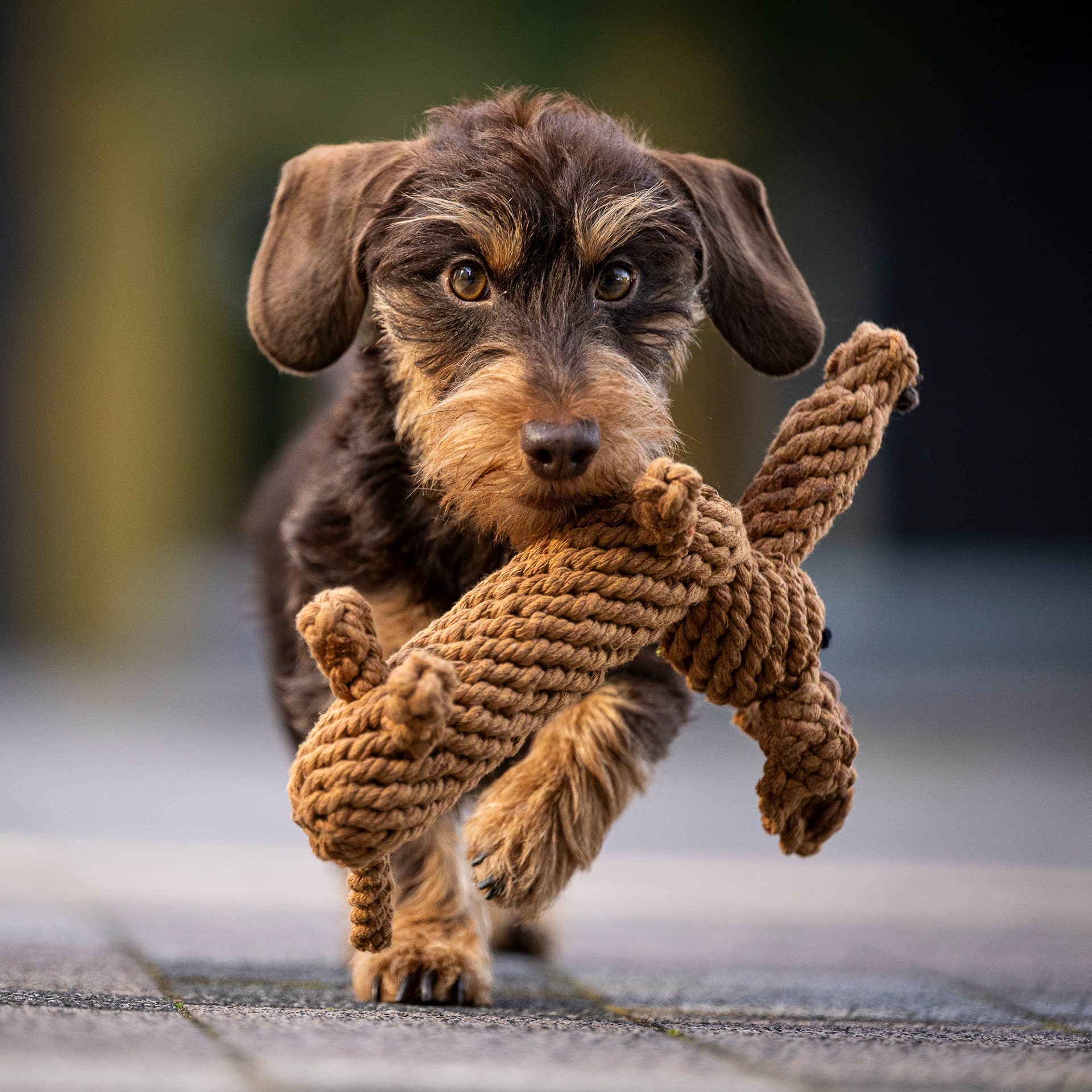 Diego the Dachshund