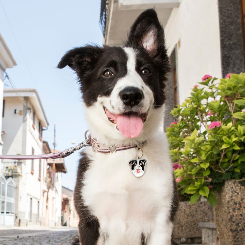 Adresówka personalizowana - Border Collie