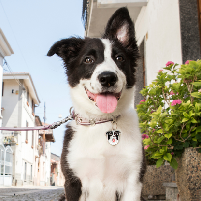 Adresówka personalizowana - Border Collie