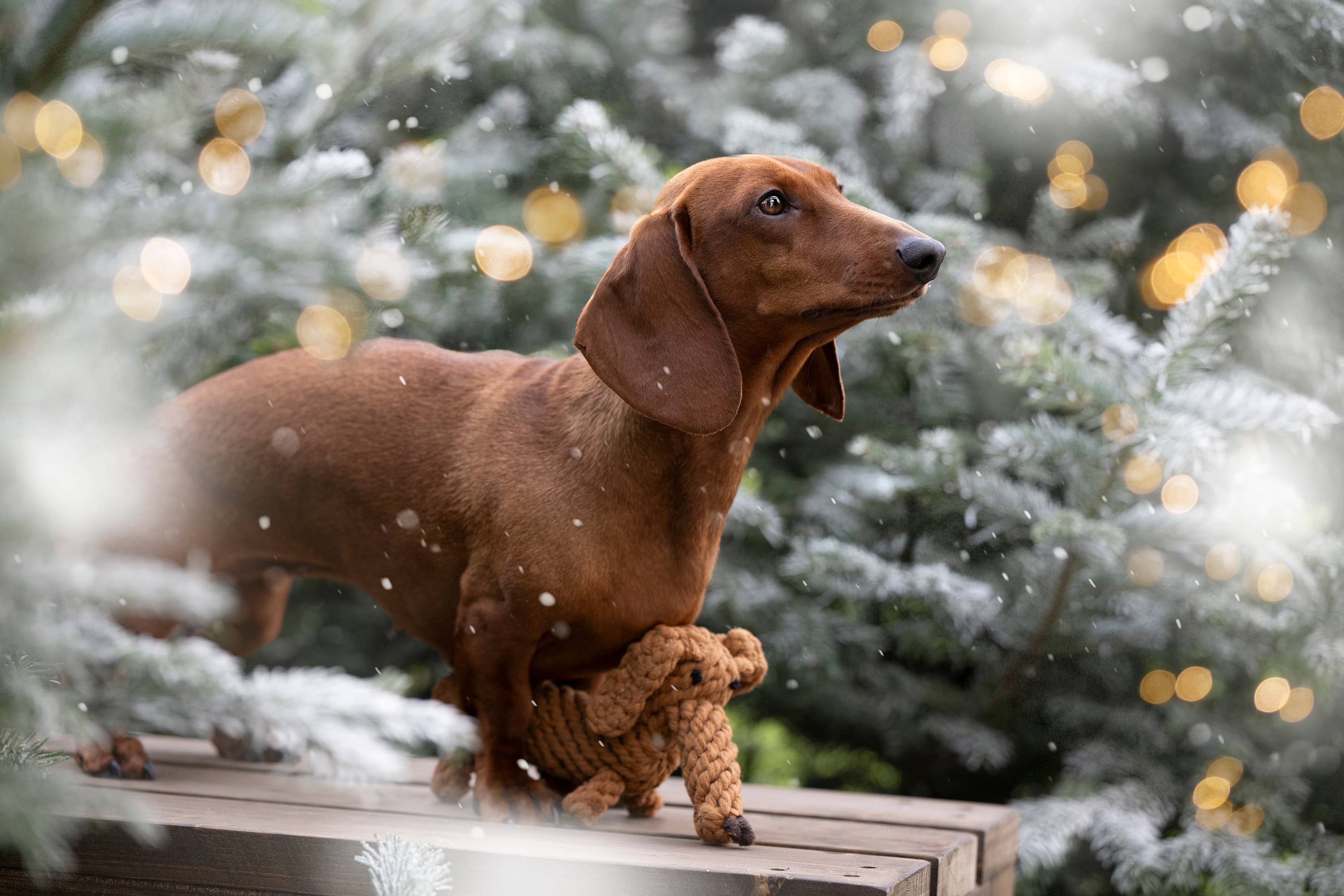 Diego the Dachshund