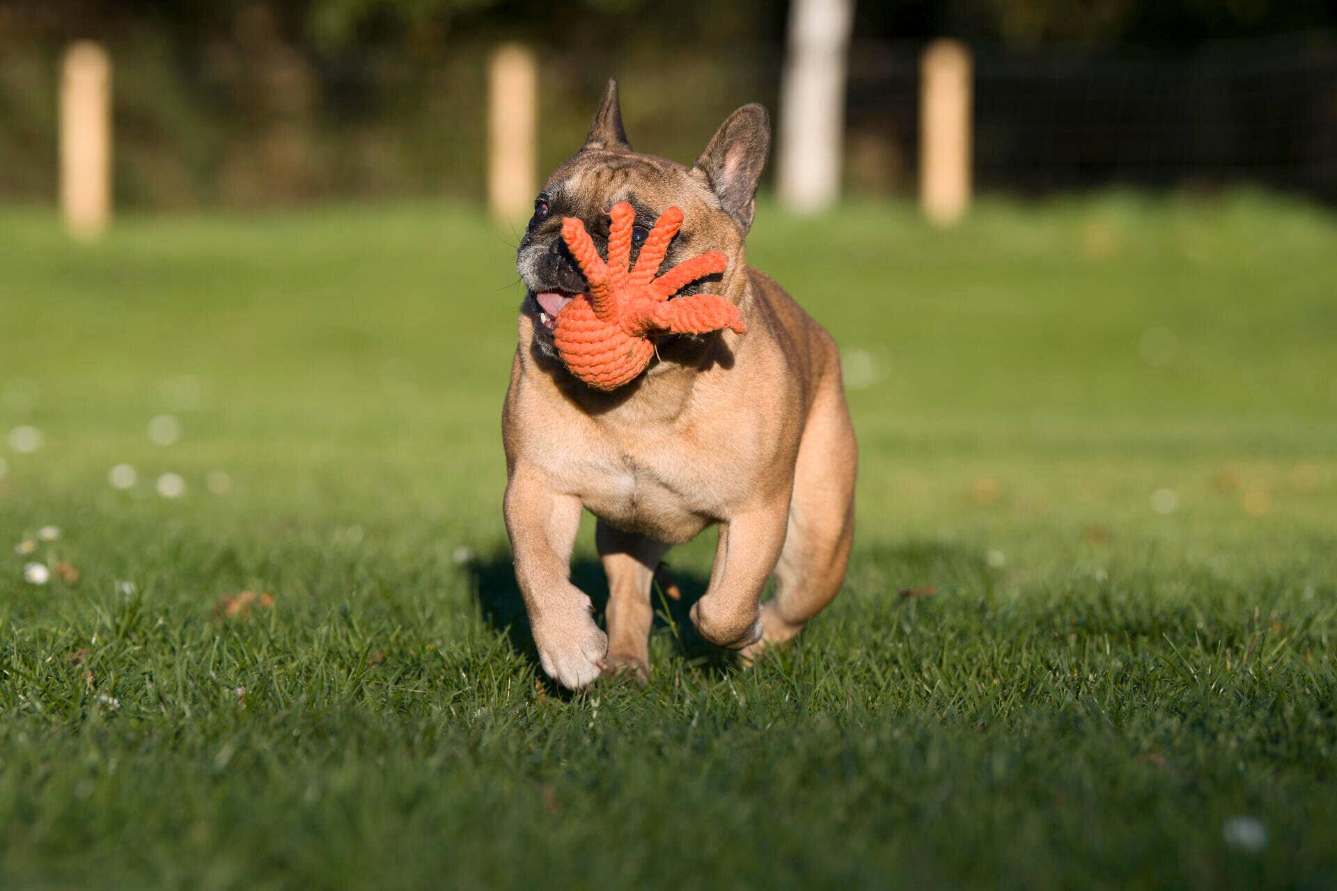 Tadeusz the Octopus