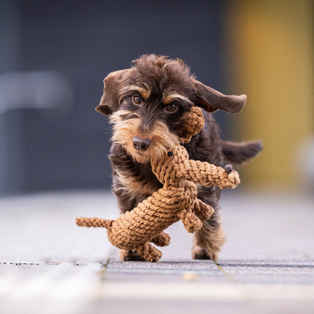 Diego the Dachshund