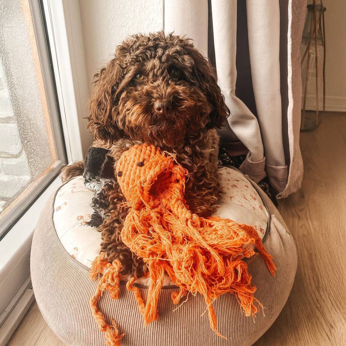 Tadeusz the Octopus