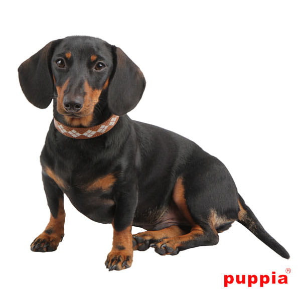 Pupia - Beige Dog Collar 