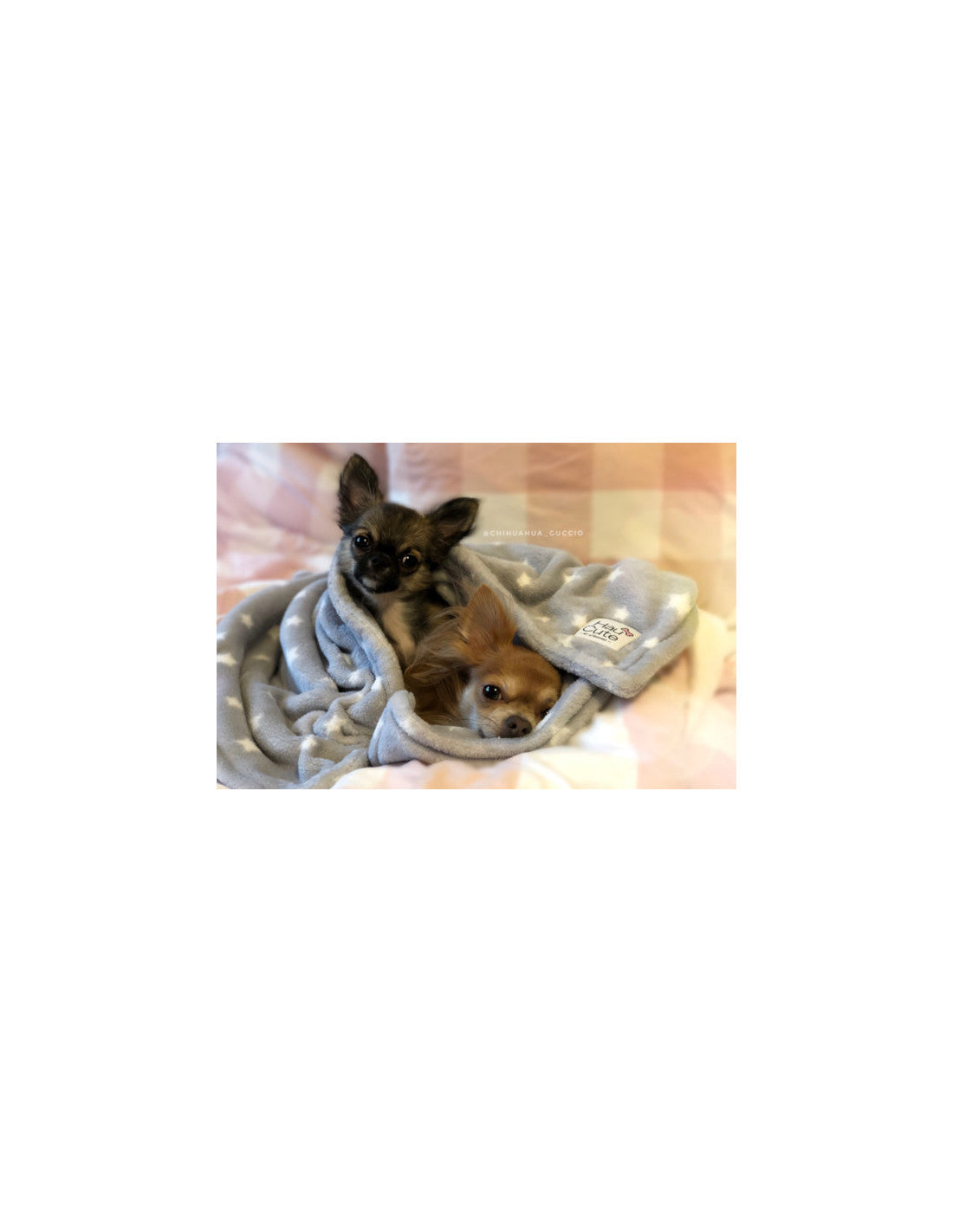 STARS grey dog ​​blanket