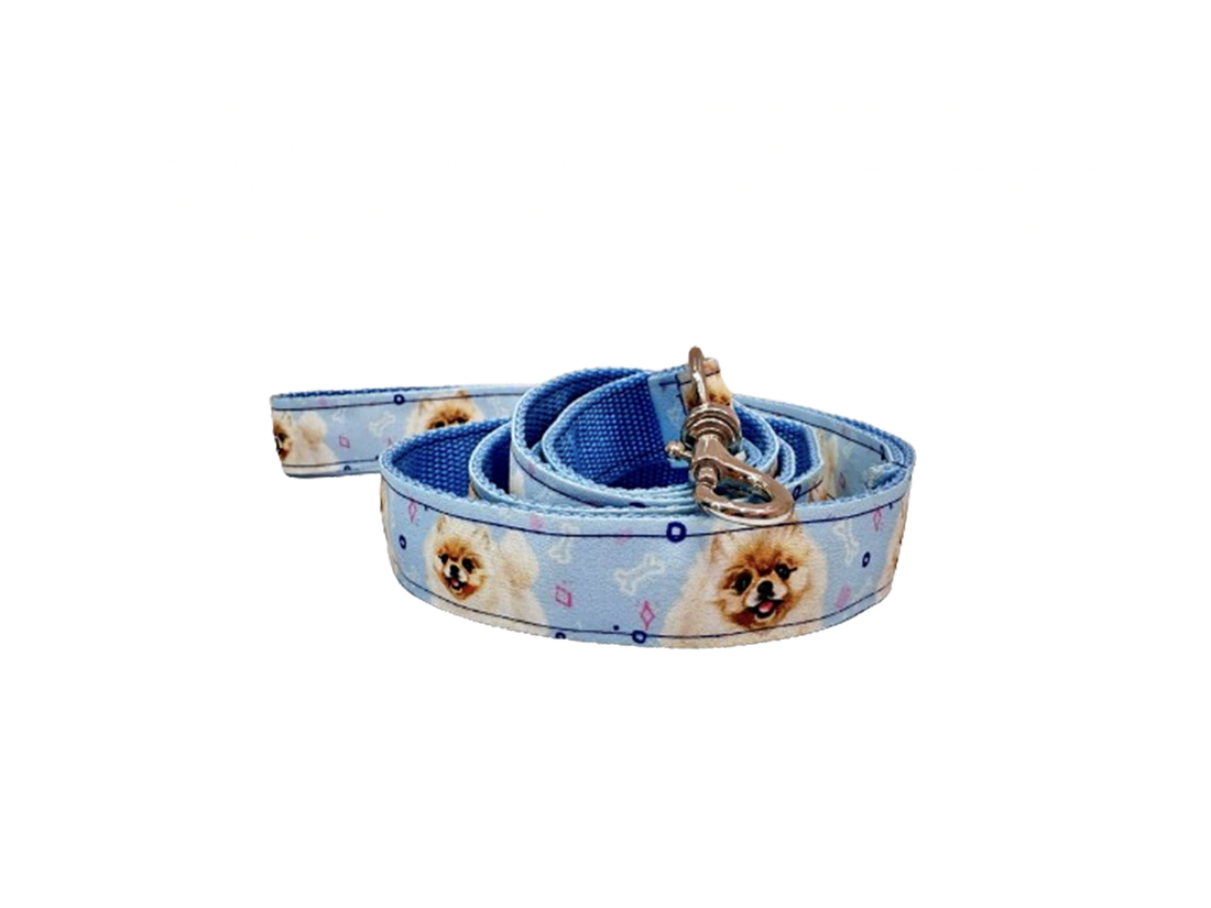 Smycz Szpic Miniaturowy, Pomeranian, błękitna