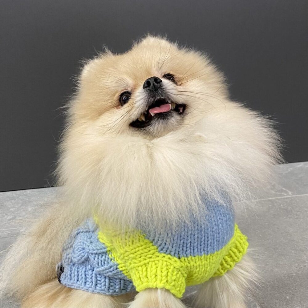 Sweterek dla psa Neon Rush, błękitny