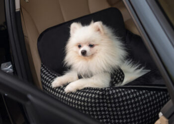 Jak wybrać właściwe siedzisko do auta dla psa? Na co zwrócić uwagę?