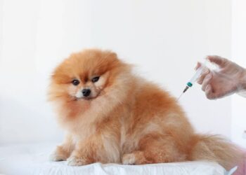 szczepienie psa Pomeranian